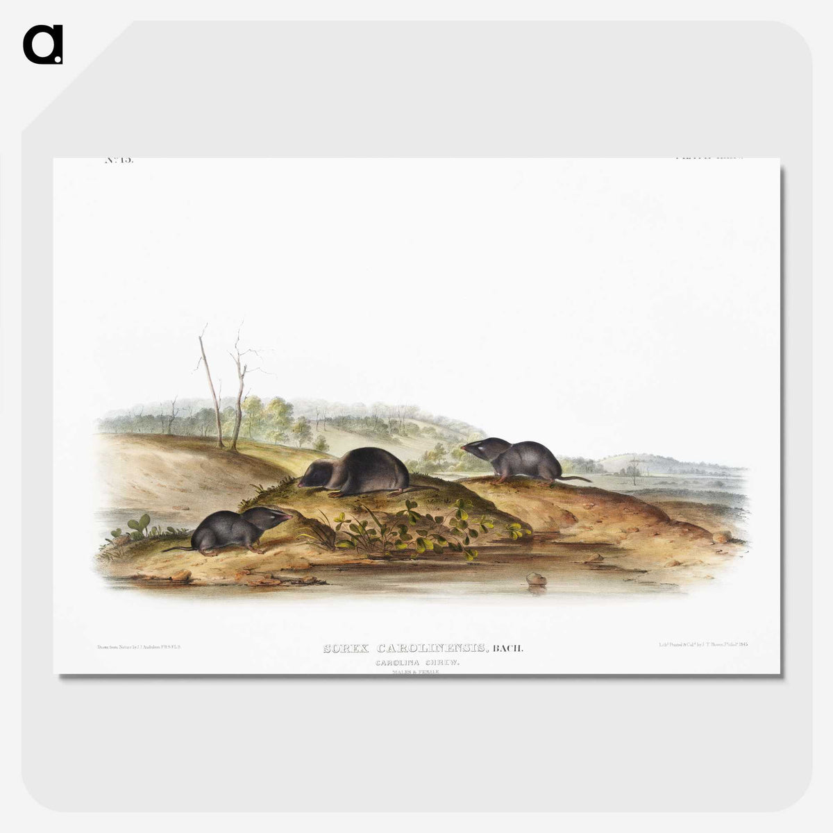 2-24_The-Viviparous-Quadrupeds_picture-crop