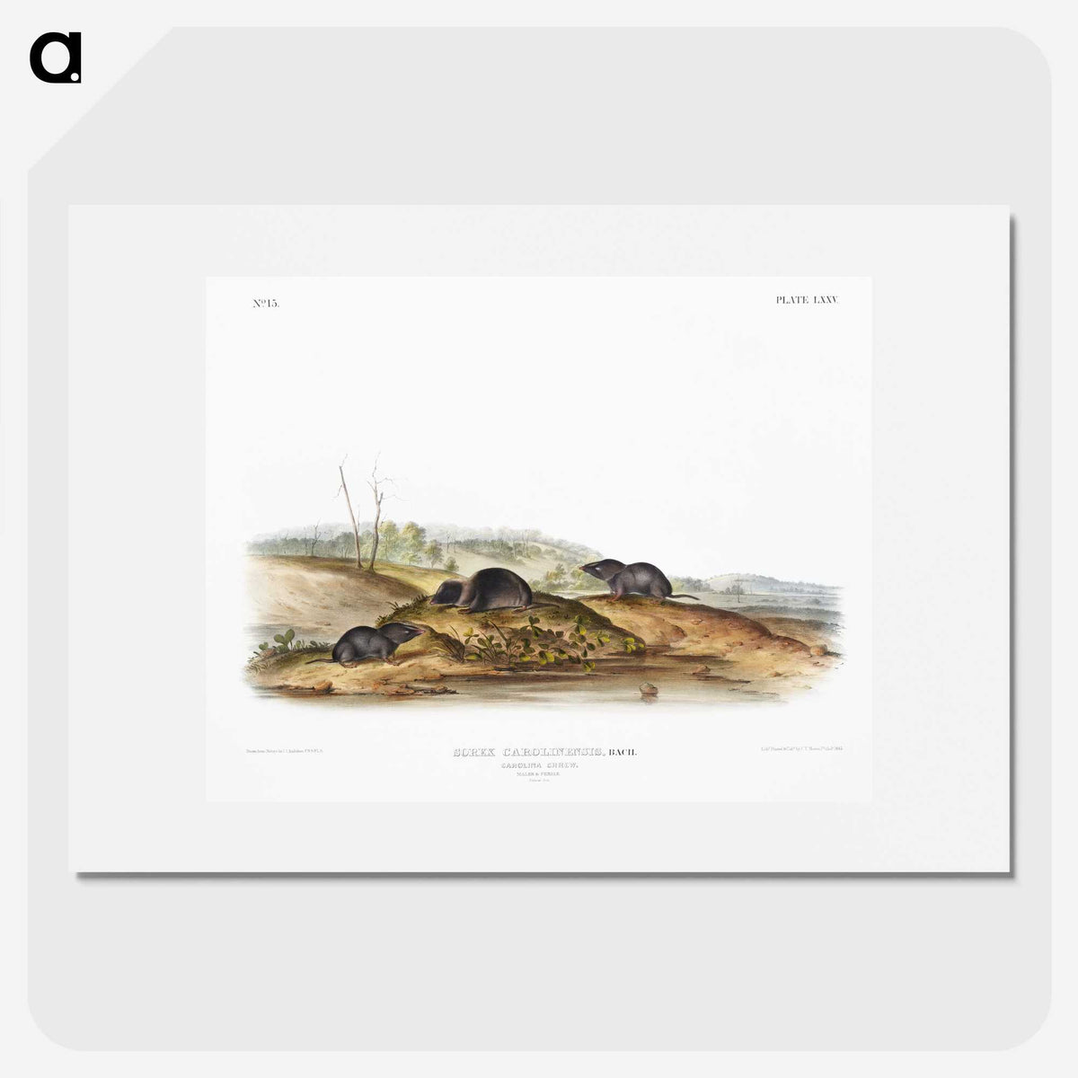 2-24_The-Viviparous-Quadrupeds_picture
