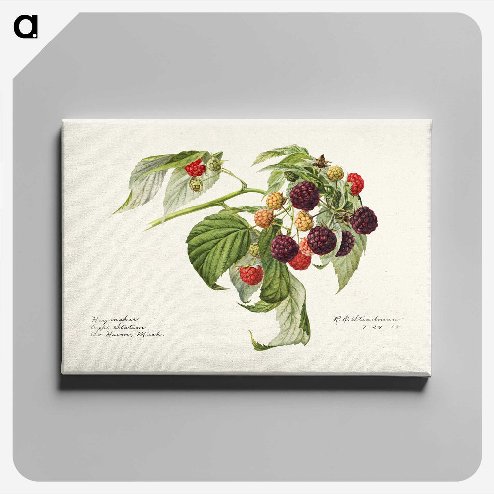 2-24_USDA-Watercolor-Fruit-Painting-Collection_canvas