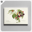 2-24_USDA-Watercolor-Fruit-Painting-Collection_canvas