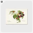2-24_USDA-Watercolor-Fruit-Painting-Collection_postcard