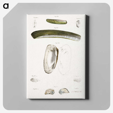 2-24_Zoology-of-New-York_canvas