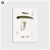 2-24_Zoology-of-New-York_hagaki