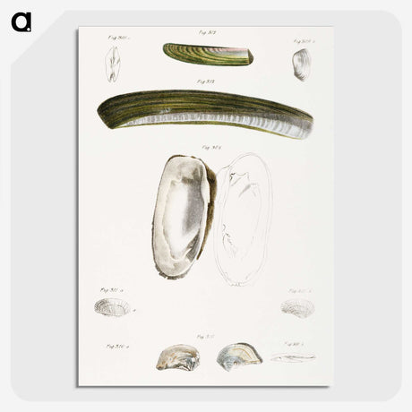 2-24_Zoology-of-New-York_picture-crop