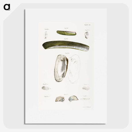 2-24_Zoology-of-New-York_picture