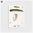 2-24_Zoology-of-New-York_postcard