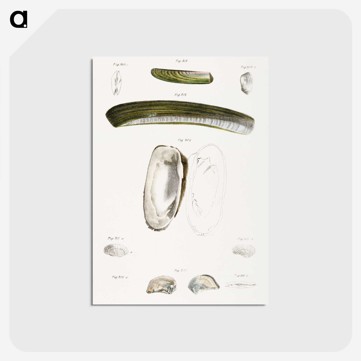 2-24_Zoology-of-New-York_postcard