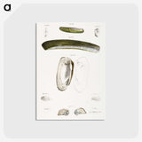 2-24_Zoology-of-New-York_postcard