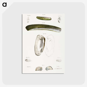 2-24_Zoology-of-New-York_postcard