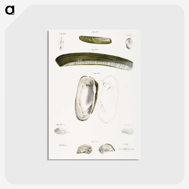 2-24_Zoology-of-New-York_postcard