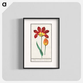 アートポスター-Tulip - アンセルムス ボエティウス デ ブート Poster.