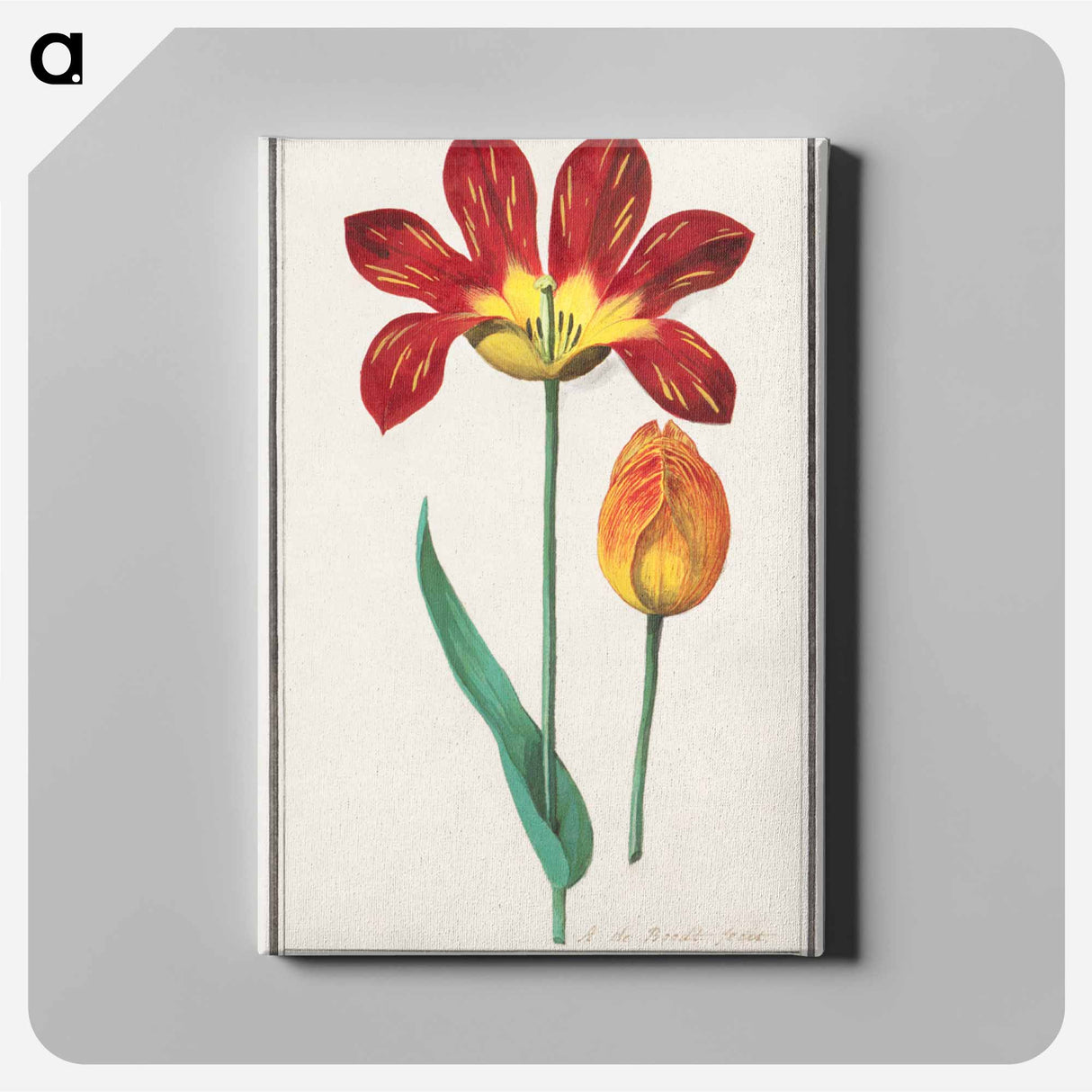 Tulip - アンセルムス ボエティウス デ ブート Canvas.