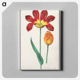 Tulip - アンセルムス ボエティウス デ ブート Canvas.