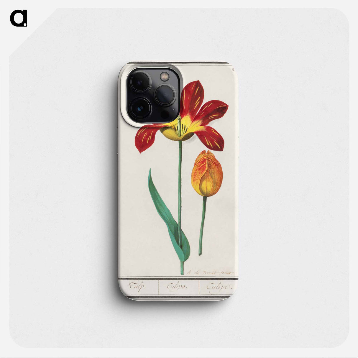 Tulip - アンセルムス ボエティウス デ ブート Phone Case.