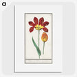 2-25_Anselmus-Boetius-de-Boodt_picture