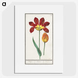 2-25_Anselmus-Boetius-de-Boodt_picture