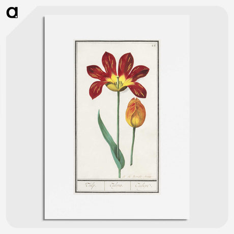 2-25_Anselmus-Boetius-de-Boodt_picture