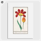Tulip - アンセルムス ボエティウス デ ブート Poster.