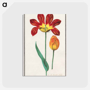 アートポストカード-Tulip - アンセルムス ボエティウス デ ブート Postcard.