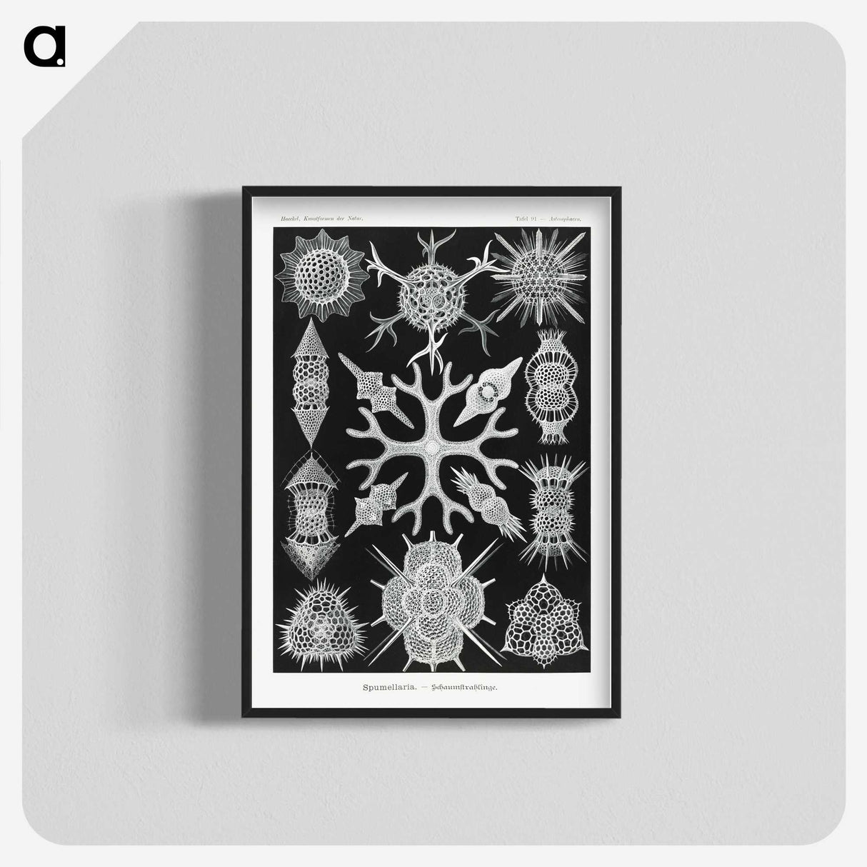 2-25_Ernst-Haeckel_blk-crop