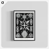 2-25_Ernst-Haeckel_blk-crop