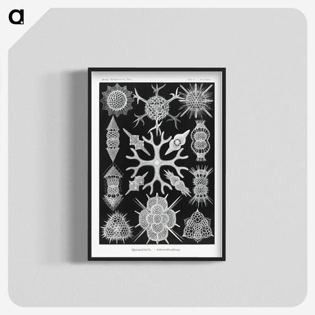 2-25_Ernst-Haeckel_blk-crop