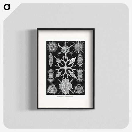 2-25_Ernst-Haeckel_blk