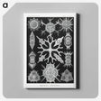 2-25_Ernst-Haeckel_canvas