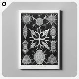2-25_Ernst-Haeckel_canvas
