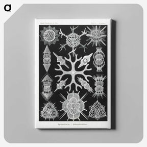 2-25_Ernst-Haeckel_canvas