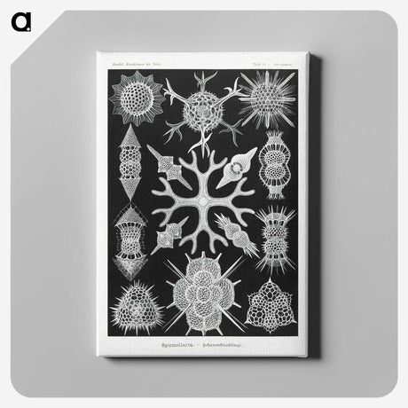 2-25_Ernst-Haeckel_canvas