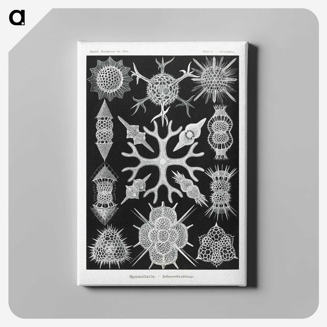 2-25_Ernst-Haeckel_canvas