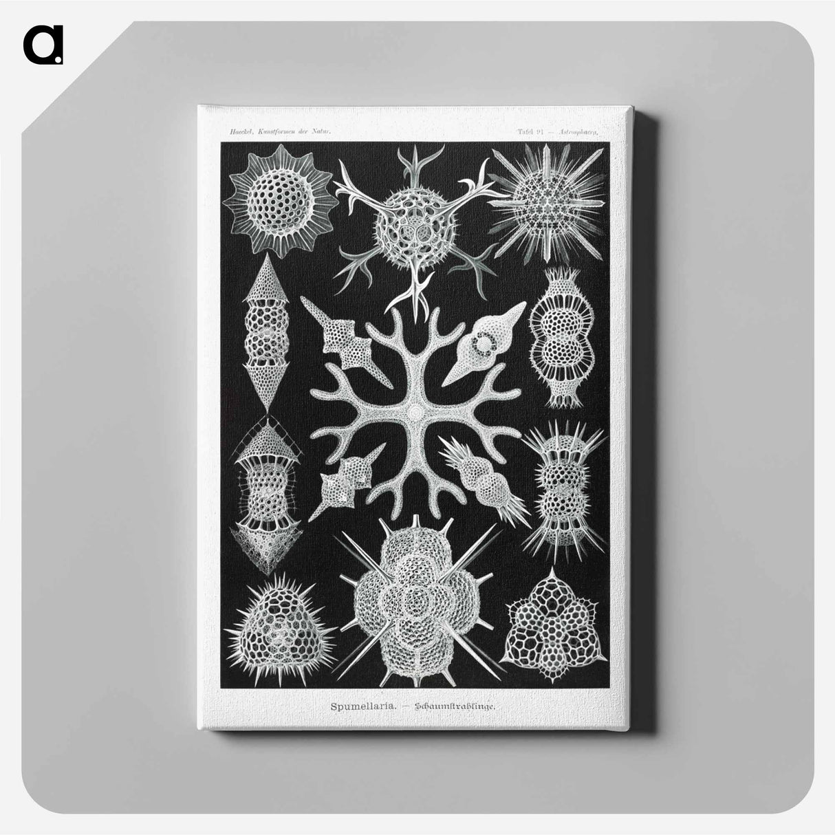Spumellaria–Schaumstrahlinge - エルンスト ヘッケル Canvas.