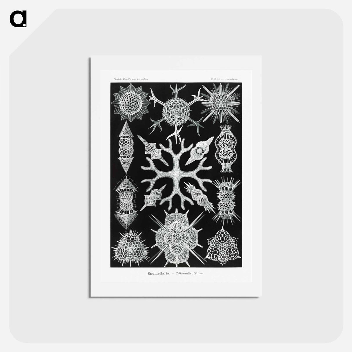 アートポストカード-Spumellaria–Schaumstrahlinge - エルンスト ヘッケル Postcard.