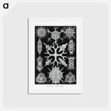 アートポストカード-Spumellaria–Schaumstrahlinge - エルンスト ヘッケル Postcard.