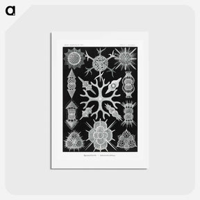 アートポストカード-Spumellaria–Schaumstrahlinge - エルンスト ヘッケル Postcard.