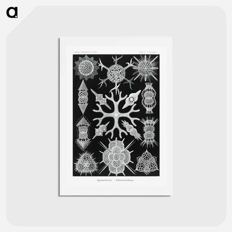 アートポストカード-Spumellaria–Schaumstrahlinge - エルンスト ヘッケル Postcard.