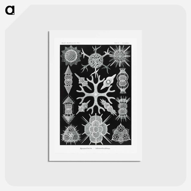 アートポストカード-Spumellaria–Schaumstrahlinge - エルンスト ヘッケル Postcard.