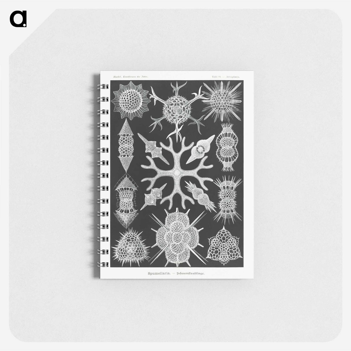 2-25_Ernst-Haeckel_memo