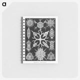 2-25_Ernst-Haeckel_memo