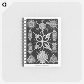 2-25_Ernst-Haeckel_memo