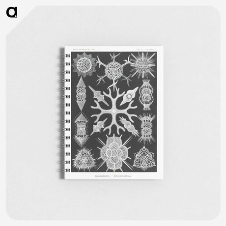 2-25_Ernst-Haeckel_memo