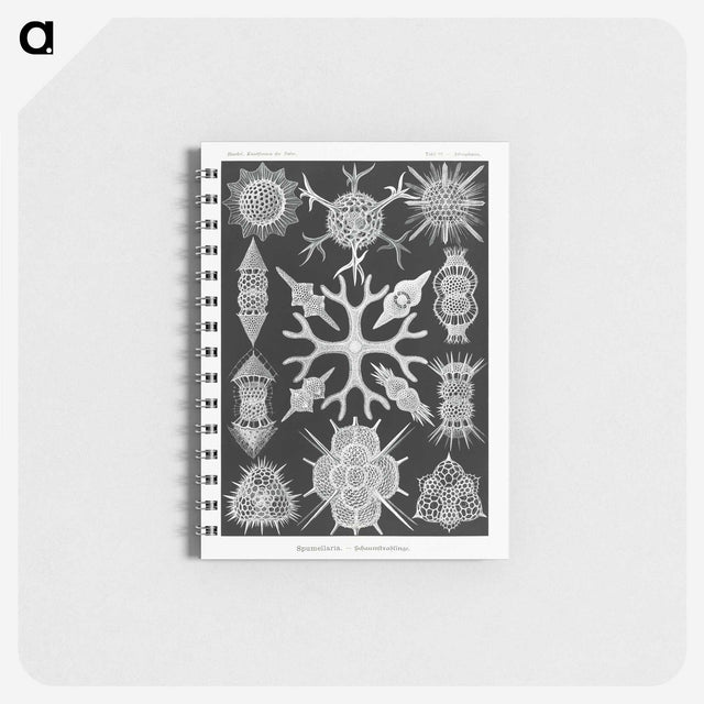 2-25_Ernst-Haeckel_memo