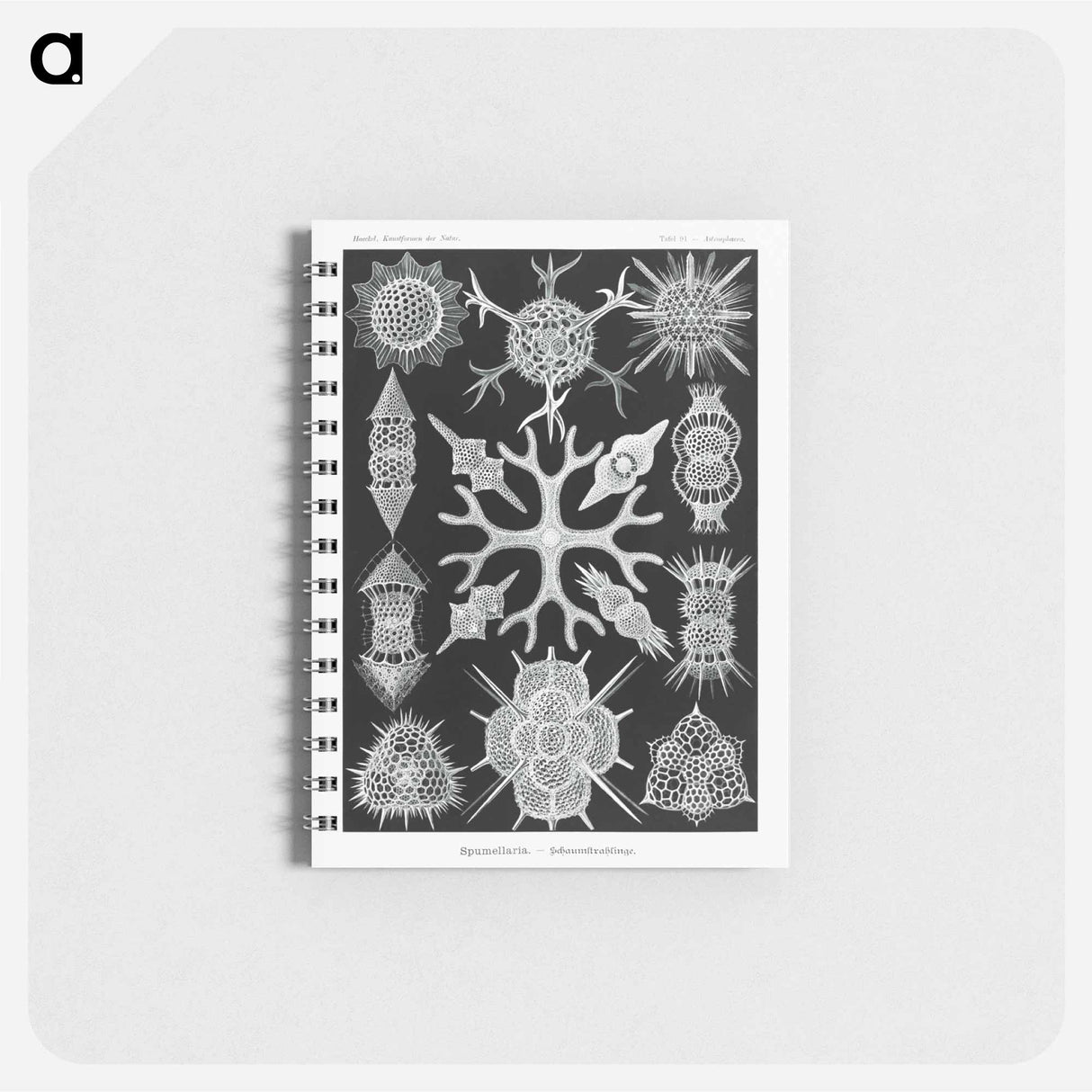 アートメモ帳-Spumellaria–Schaumstrahlinge - エルンスト ヘッケル Memo.
