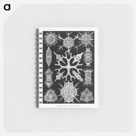 アートメモ帳-Spumellaria–Schaumstrahlinge - エルンスト ヘッケル Memo.