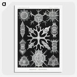 2-25_Ernst-Haeckel_picture-crop