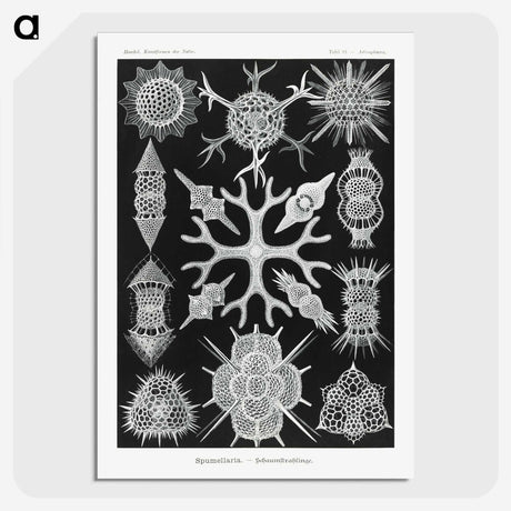 2-25_Ernst-Haeckel_picture-crop