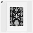 2-25_Ernst-Haeckel_picture