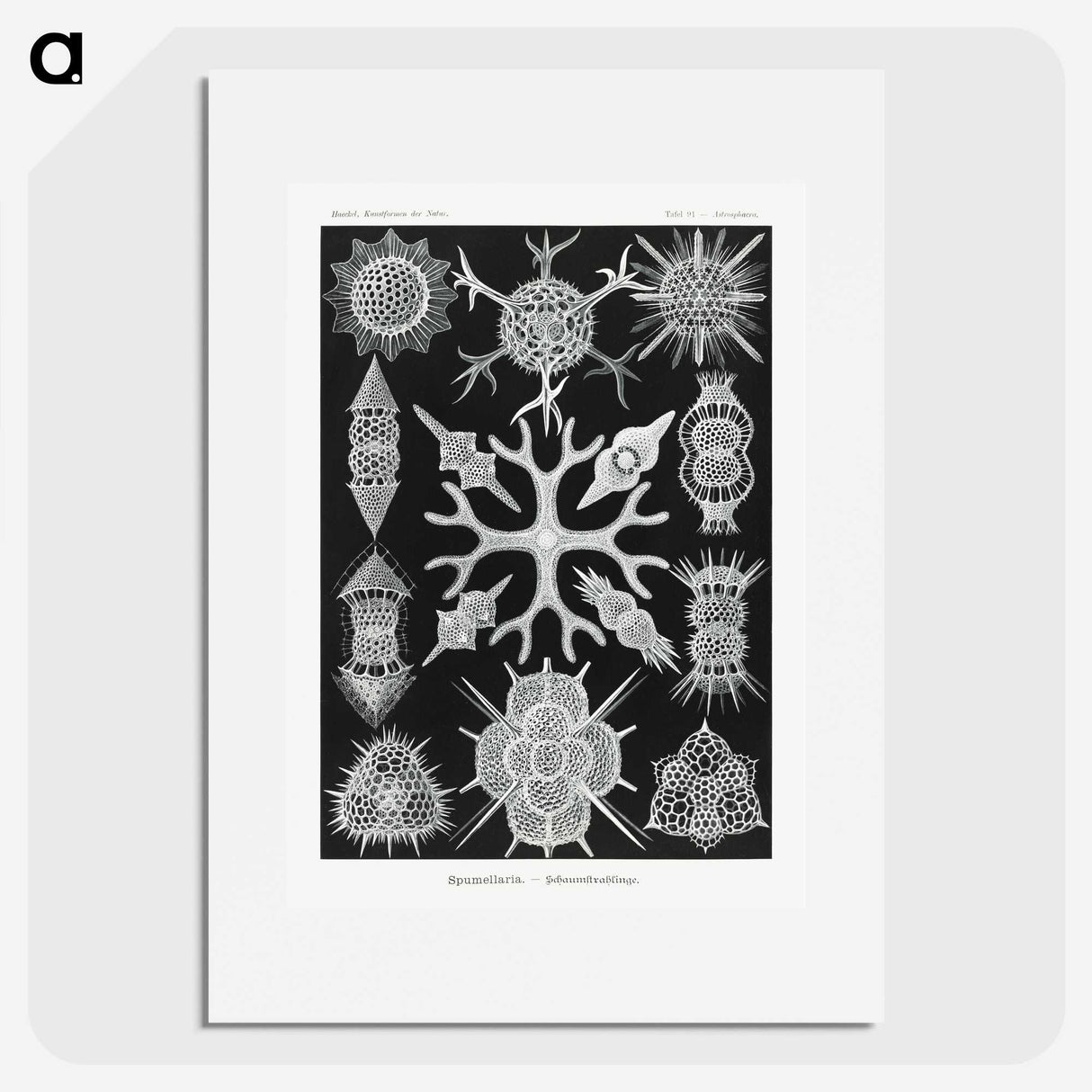 2-25_Ernst-Haeckel_picture