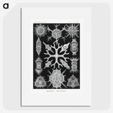 2-25_Ernst-Haeckel_picture